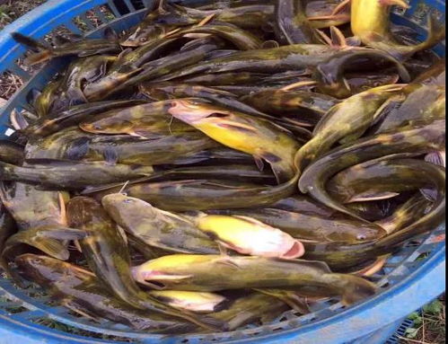 广东省重要的淡水鱼苗生产基地 广东黄沙渔业基地