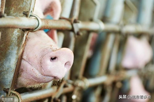 广东云浮落户生猪现代化养殖小区项目,总投资1.3亿元,面积23亩