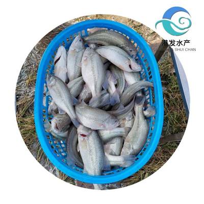 泸州加洲鲈鱼苗买卖 鲈鱼苗 可配送到场 港发淡水种苗现苗供应