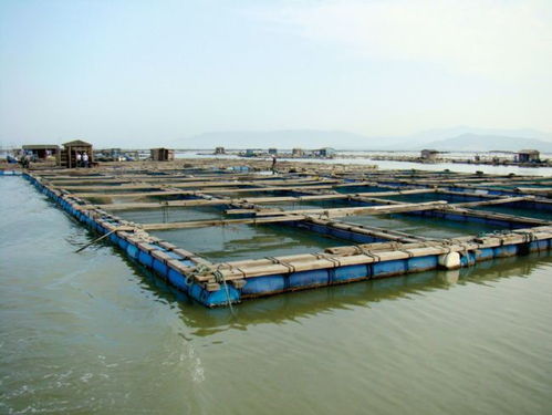 黑龙江大庆水产养殖依托 两江 两河 向 养得好 转变